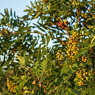Früchte im Agroforst-System Reifende Beeren an einem Gehölz im Agroforst von Humusland