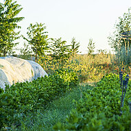 Humusland Freilandanbau Freilandanbau bei Humusland mit Folientunnel im Hintergrund