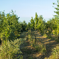 Agroforst Humusland im Streiflicht Baumreihen im Agroforst von Humusland im Abendlicht