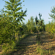 Agroforst Humusland – Baumreihen Junge Baumreihen im Agroforst-System von Humusland in der Nordpfalz