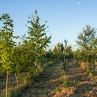 Agroforst Humusland – Junge Baumreihen Junge Baumreihen im Agroforst-Anbau von Humusland unter blauem Himmel
