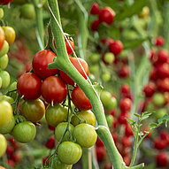 Humusland Tomatenreife Reifende Tomaten im Anbau bei Humusland